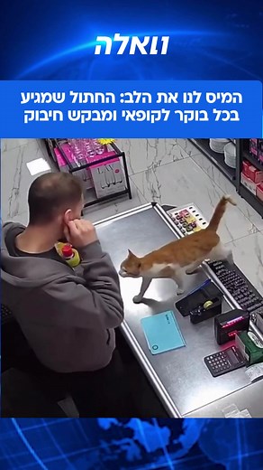 חתול רחוב בטורקיה שמגיע כל בוקר לקבל חיבוק מחנות פרהאט היאט