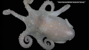 Octopus DNA seems to confirm scientists’ theory about a long-standing geological mystery - WSVN 7News | Miami News, Weather, Sports | Fort Lauderdale