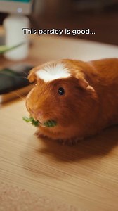 Parsley is good... One Wallet is better! Use Phone Dollars towards interest-free phones, with One NZ Pay Monthly & min $99 deposit. Eligibility criteria & terms apply, see one.nz/one-wallet | One New Zealand