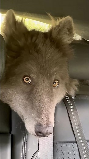 HUGE BLUE WOLF WITH YELLOW EYES #werewolf #direwolf #yelloweyes #bluewolf #bluewolfdog #wolf