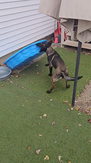 This boy has some DRIVE. 😆 Laura Murdoch | Larry Murdoch