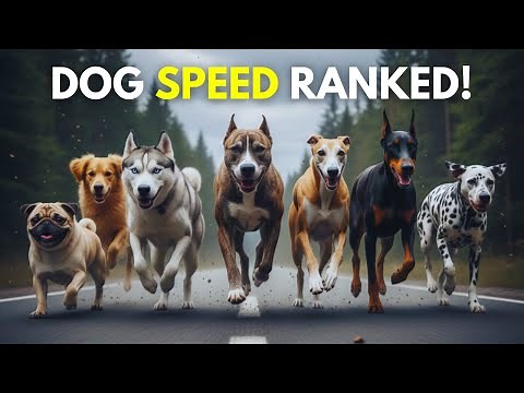 DOG SPEED COMPARISON 💨 | 25 Breeds Ranked by TOP MPH (3D)