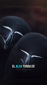 6.4K views · 167 reactions | El Alca torda tiene mucho estilo #sabiasque #animales #datoscuriosos #aves #bioloco | Bioloco | Facebook