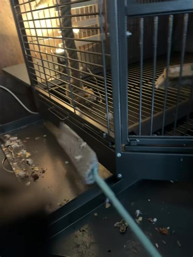 Cage clean 🙈 | Kelo the African Grey