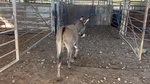 3.8K views · 16 reactions | 2 Cows & 1 John Donkey They All Sell Tonight 6:30PM Cattle~Sheep~Goat Auction Tuesday, October 21st, 6:30PM Receiving Any Livestock Now Until Sale  918-752-5212 | Okmulgee Livestock Auction | Facebook