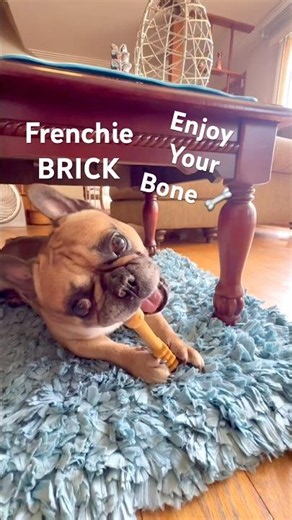 PLAYTIME FOR A FRENCHIE WITH A BONE #frenchbulldog #frenchbulldoglife #frenchie