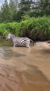 Zebra Mother Fights Back as Lions Snatch Her Baby 😱🦁🦓 #zebra #lionhunt #lionattack #wildlifephotography #wildlife #wildanimals #SafariLife | hidine eye