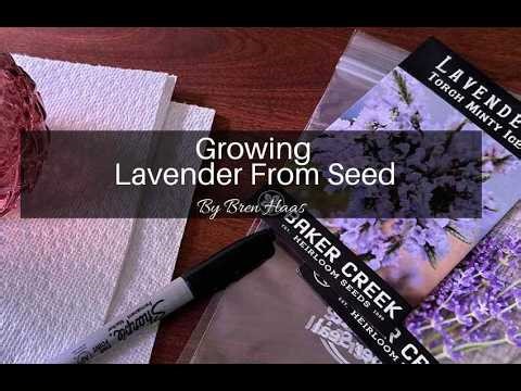 Starting Lavender Plants From Seed | Germination