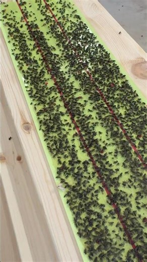 VOLUME UP! Do Fly Traps Work?? #flies #flytrap #buzz #asmr #doesitwork #gross #viralvideo #sound #up