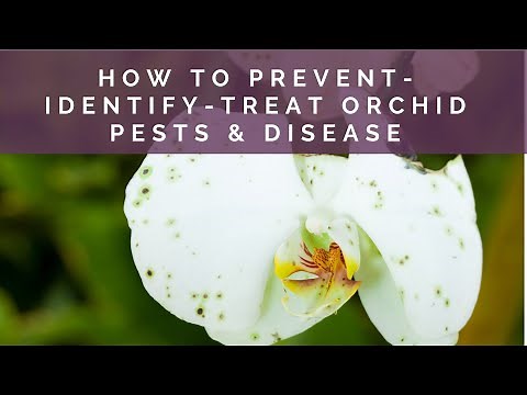 Identify, Treat Prevent Orchid Pests and Disease l Orchid Bliss