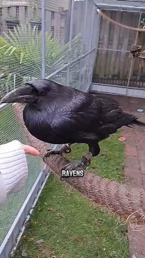 Ravens: The Smartest Animals You Don’t Want Beef With 🪶 #natureismetal