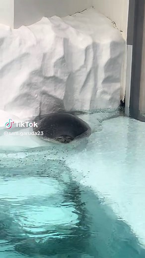 Exploring the Fascinating World of Seals