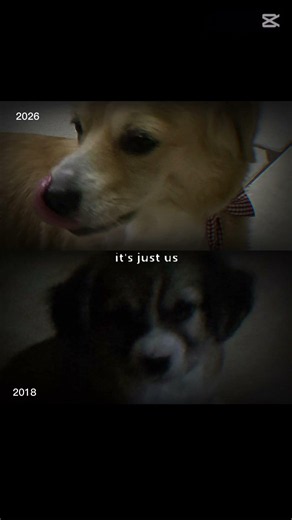 Lassie 2018 vs 2026 #lassie #fypシ #cute