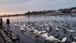Weather in Reykjavík @Tjornin #weather What's On, Iceland December 20 @ 14:50. Temp: 9°C/48.2°F, Wind speed: 1,2 ms, 4,32 kph, 2.68 mph, Wind direction: 89° E. Location: Tjörnin - Fríkirkjuvegur Reykjavík Capital | What's On, Iceland