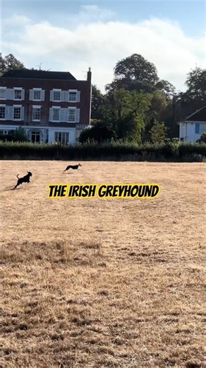 greyhound!! #doberman #dobermanpuppy #dobermanlove #dobermanlover #dobermanpinschers #dobermanplanet
