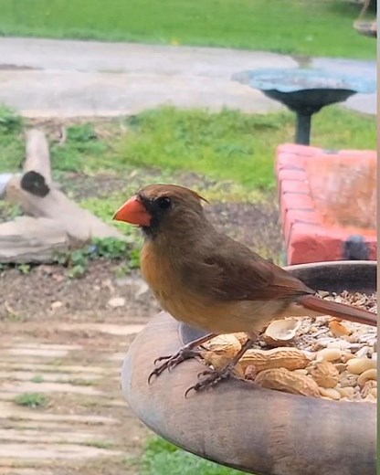 Female Cardinal #birds #nature #wildlife