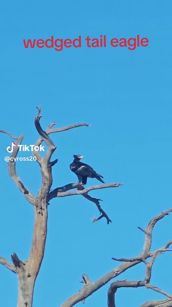 Observing the Majestic Wedged Tail Eagle in Australia