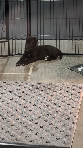 Puppies at Pony Village Mall