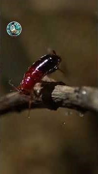 101.Pez arquero #pezarquero #biologia #curiosidadesanimales #ciencia #naturaleza #datoscurisos