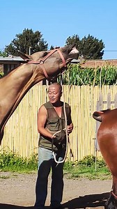 #mare #dressage #horseshow #horsebackriding #riding #horselife #horsesofinstagram #gelding | Couple Show