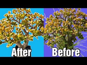How to prune 20 year old Jade Plant into a Tree, step by step guide