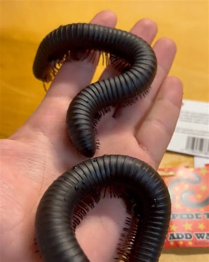 17M views · 10K reactions | This centipede toy is too real! | MetDaan Creative | Facebook