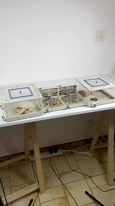 Ajout d’un nouveau module pour mes fourmis jaunes d’Afrique | Gigafourmis