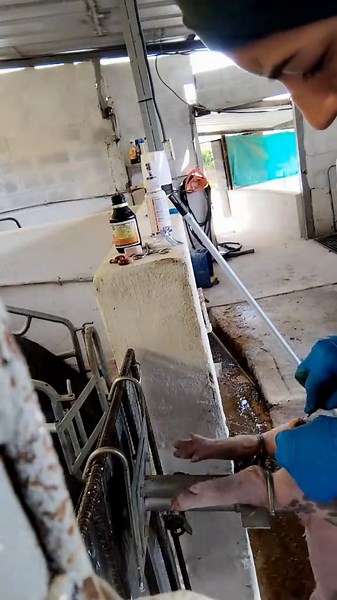 Diferentes Técnicas para Castrar Lechones