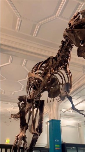 Trex Skeleton at The Manchester Museum
