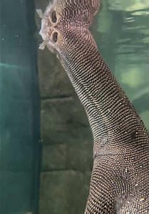 Monitor Lizard Close-Up: Unique Scale Patterns and Details