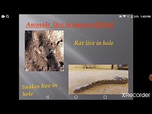 Env For Class 2 | Ch: 4 wild animals By Vandana ms