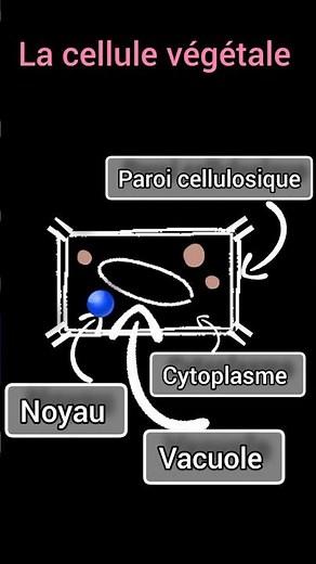 La cellule végétale 🌱 | Explication simple et rapide 1ac #svt #science #éducation #NORONE