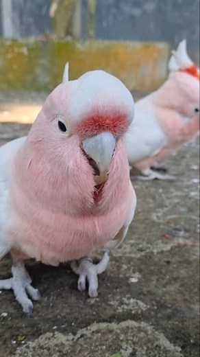 18K views · 800 reactions | The Most Beautiful Cockatoos The Major...