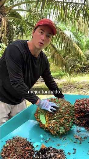 🌴 Diferencia entre una mala y una buena polinización asistida