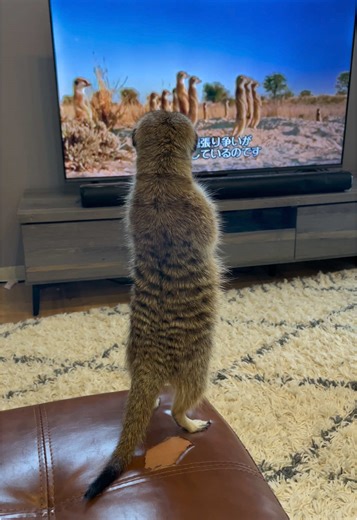 さしぶりに撮影しました😂 可愛いりりちゃんをどうぞ！！ #ミーアキャット #ペットのいる暮らし #おすすめ