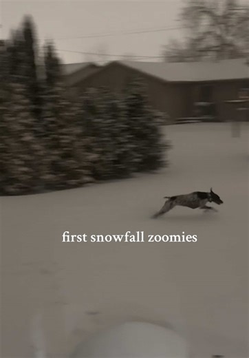 like a kid on Christmas!! ❄️❄️ #zoomies #firstsnowfall #gspsoftiktok