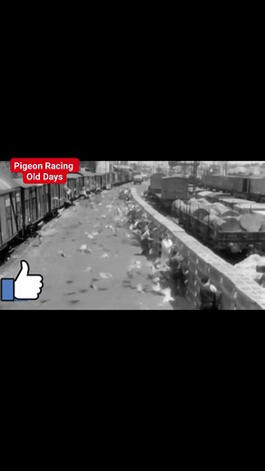Old Days Pigeon Racing #Oldbutgoldmemories #olddayspigeonracing #followlikesharesupportformore | Jay-ar Villarosa