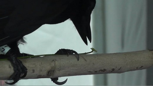 Crafty New Caledonian crows make hunting tools