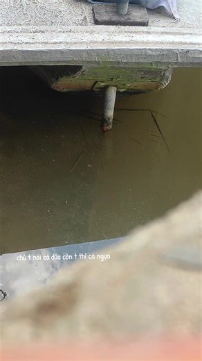 Funny Fish Memes for Aquatic Lovers