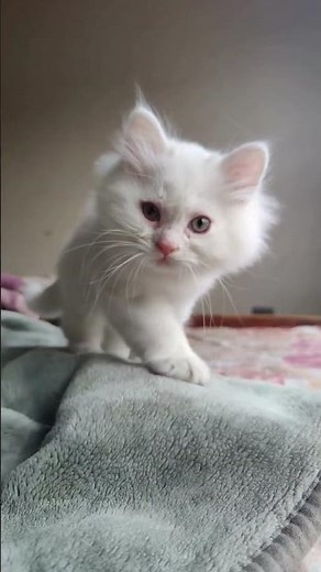 How Cats Protect Their Humans: Uncovering the Feline Instincts That Keep Us Safe"