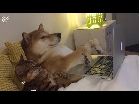 Adorable Shiba Inu Compilation | Cute Pets 2019