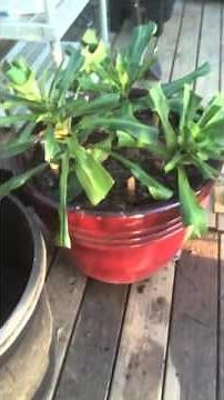 Pruning and propagating a corn plant at The Chicken Coop!