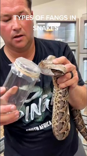 Understanding Snake Fangs: Types and Functions Explained