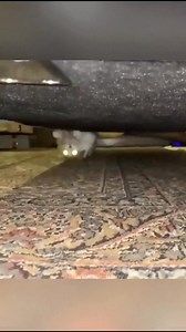 The last cat…😭276 | Classic Cartoons