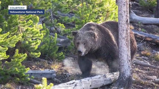 More info released: 2 hikers injured in Yellowstone grizzly bear attack