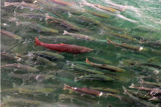 Sockeye Salmon - Lake Clark National Park & Preserve (U.S. National Park Service)