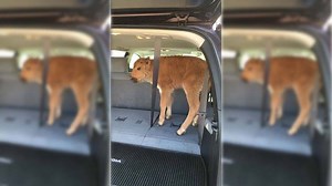 7.8M views · 15 reactions | Yellowstone bison killed after tourists loaded the animal into their trunk and took photos | SourceFed | Facebook