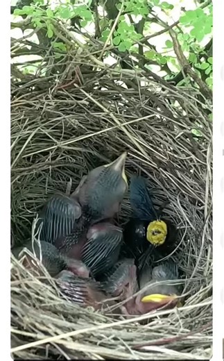 Baby bird vs Bee #birds #pets