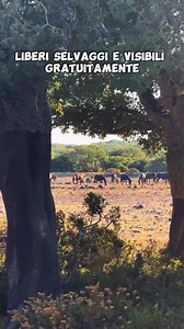 93K views · 1.5K reactions | 懶Sembra la savana, ma siamo in...