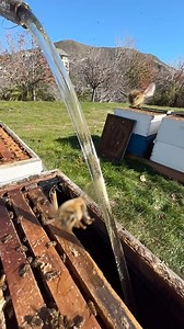Rain’s here, but the bees are happy and fed! 🐝 #california #bees #beekeeper #beekeeping #savethebees #insects #animals | California Bee Company